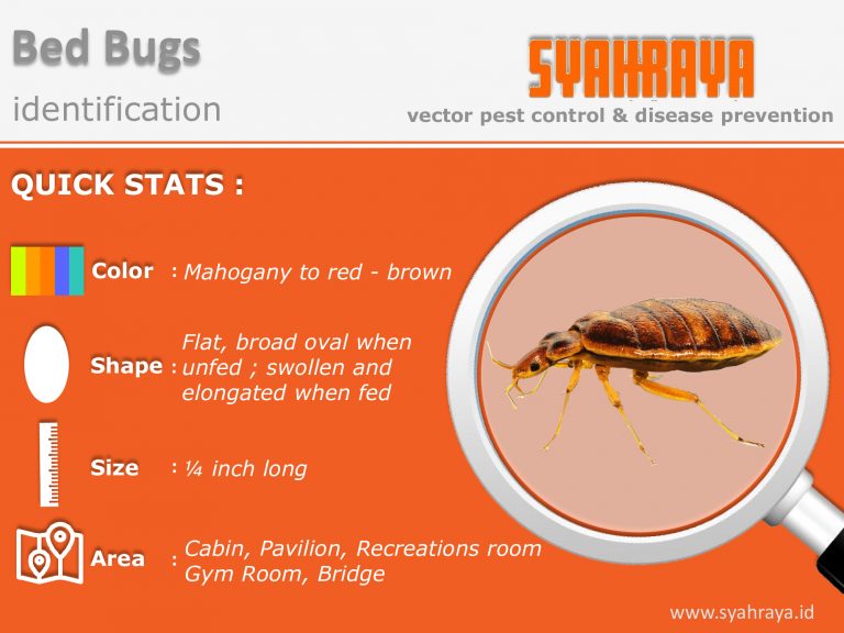 Bed Bugs Control Syahraya