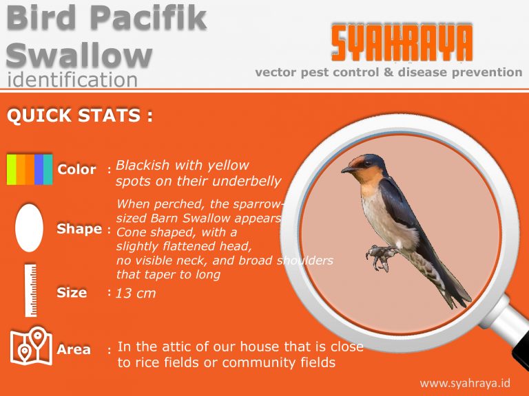 Pest Control Services | Syahraya