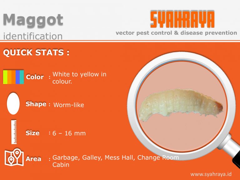 Pest Control Services | Syahraya